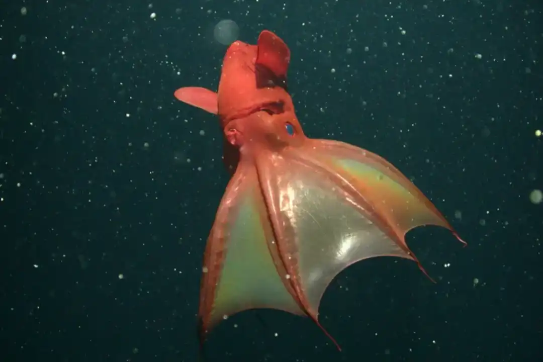 6. The Vampire Squid: A Master of Survival
